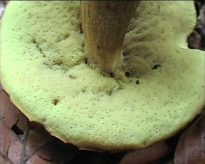 Leccinum crocipodium  (letellier)  Watling